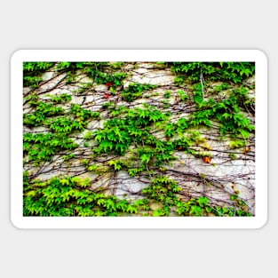 View from San Leucio at a wall with a growing plant Sticker